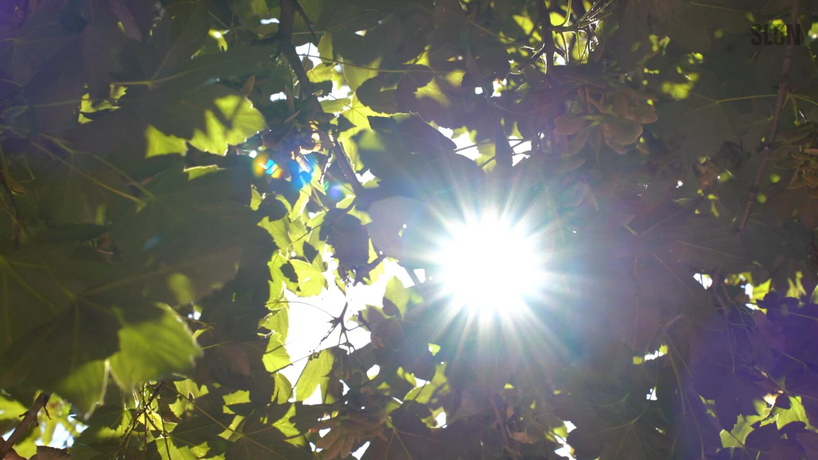 Sunce Vremenska prognoza, sunčano vrijeme, toplota, ljeto, vrućine, sparine/ Bez ijednog pljuska na vidiku: Biljke, ljudi i gradovi trpe pod sunčevim udarima