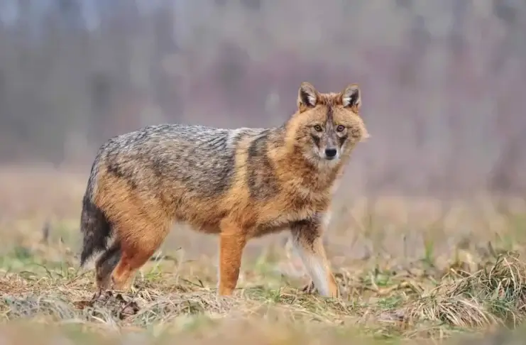 Šakal