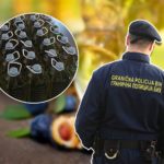 rakija, rakije, gp, krijumčarenje