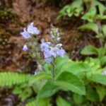 Zaboravljena biljka s naših livada: Čisti pluća, kožu i jetru Biljka s naših livada: Čisti pluća, kožu i jetru