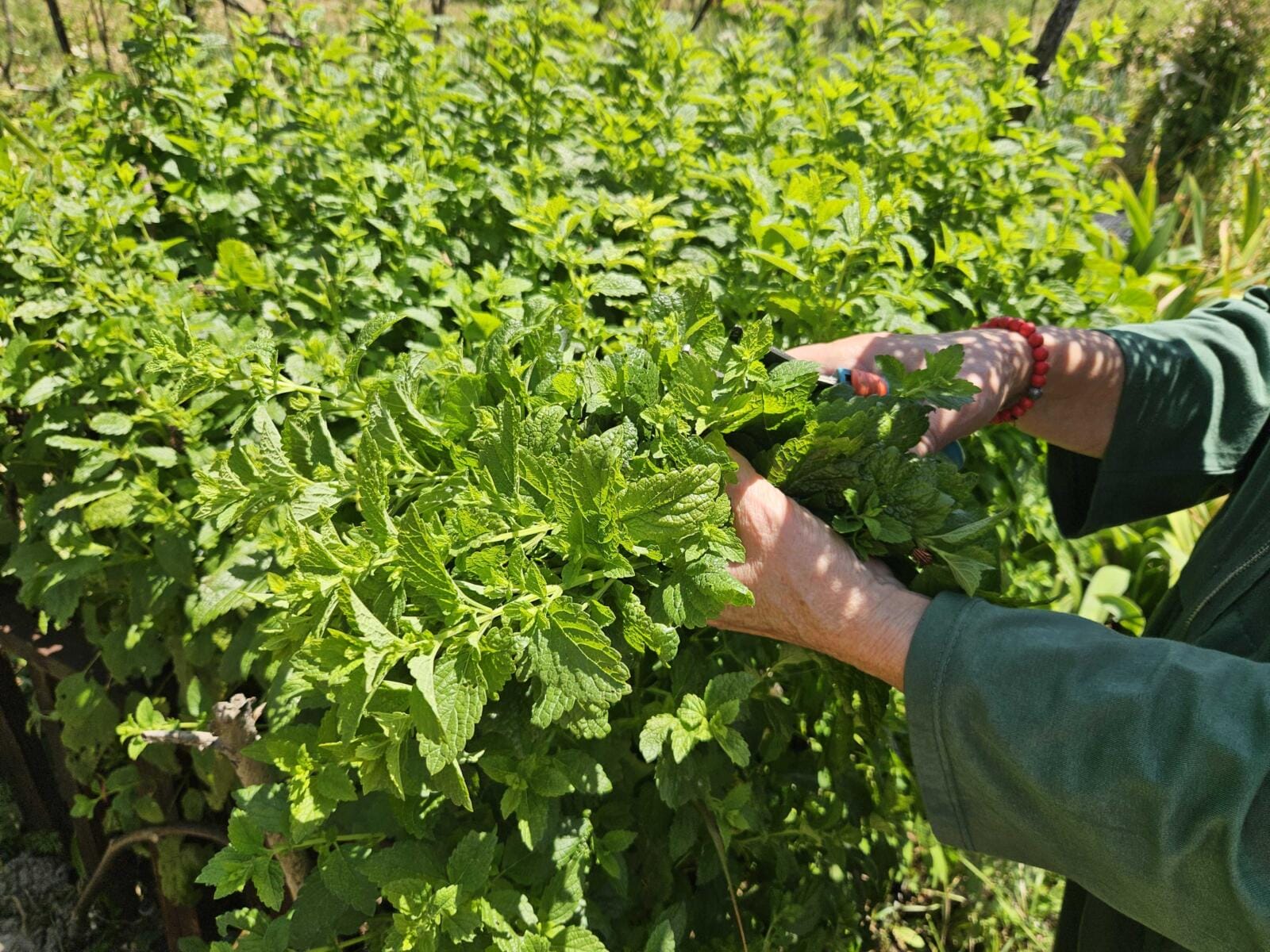 berba-maticnjaka-vrt Matičnjak, Berba matičnjaka u domaćem vrtu
