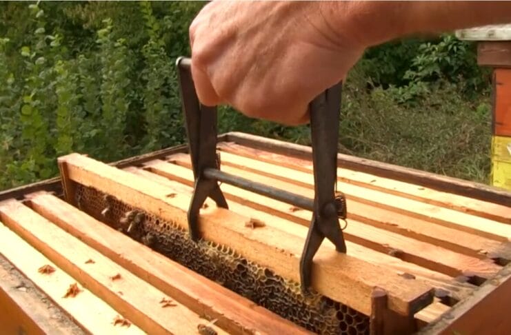 hobi pčelarstvo, greške koje najčešće pravimo