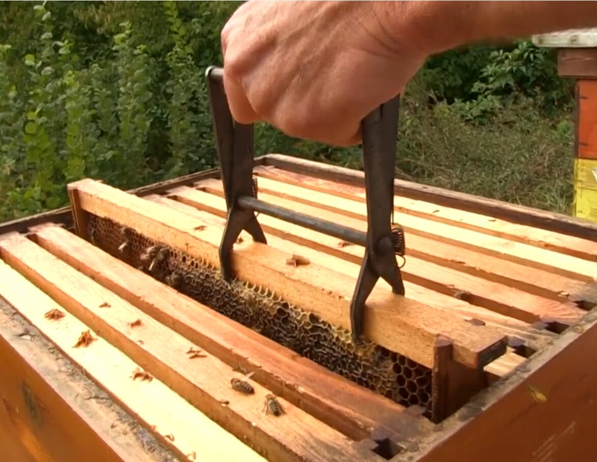 hobi pčelarstvo hobi pčelarstvo, greške koje najčešće pravimo