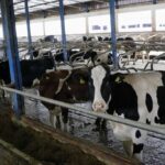 Farmeri na ivici opstanka: Najavljeno smanjenje cijene mlijeka izazvalo ogorčenje u FBiH