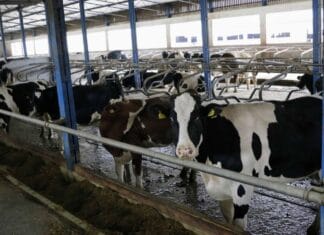 Farmeri na ivici opstanka: Najavljeno smanjenje cijene mlijeka izazvalo ogorčenje u FBiH