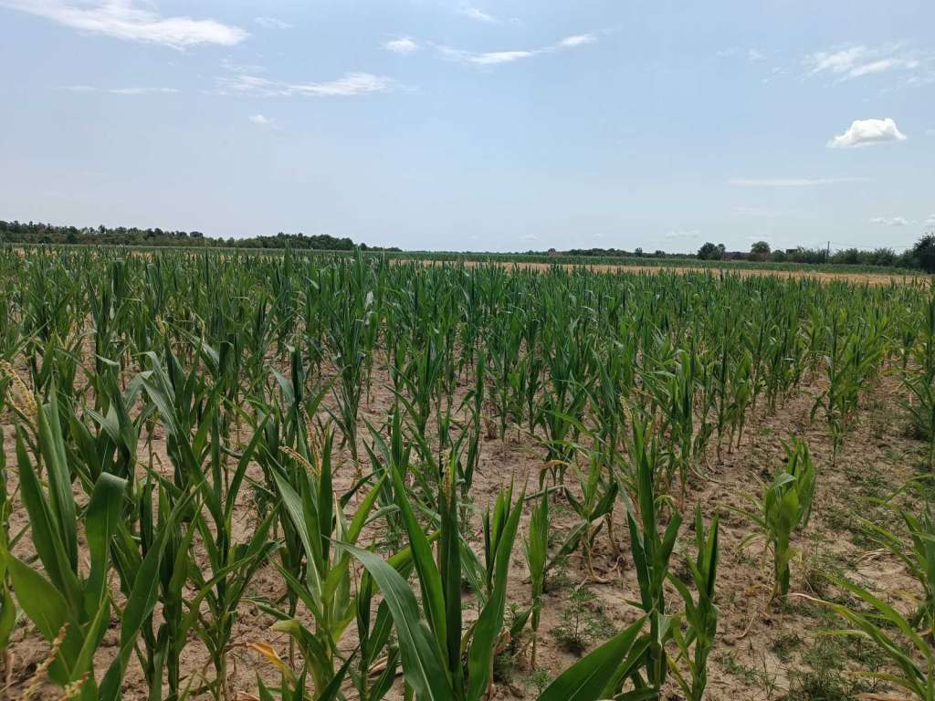 Poljoprivrednici pred kolapsom: Usjevi uništeni, pomoći nema na vidiku