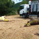 Pomor krava u Hrvatskoj: Mještani u strahu, uzrok i dalje nepoznat