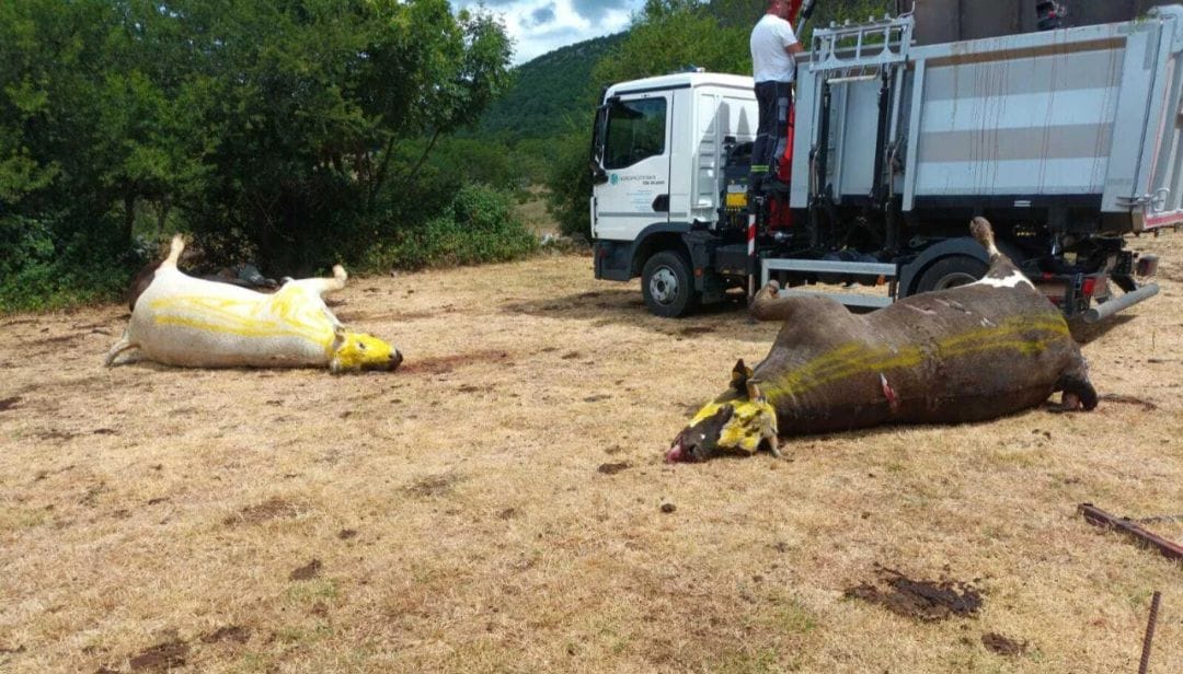 pomor krava Pomor krava u Hrvatskoj: Mještani u strahu, uzrok i dalje nepoznat