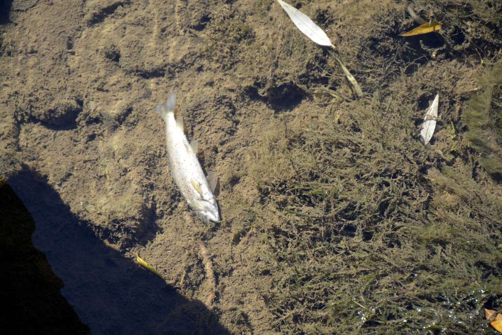 pomor ribe Federalni vodni inspektor izvršio inspekcijski nadzor vodotoka rijeke Bosne nakon pomora ribe nizvodno od Zenice