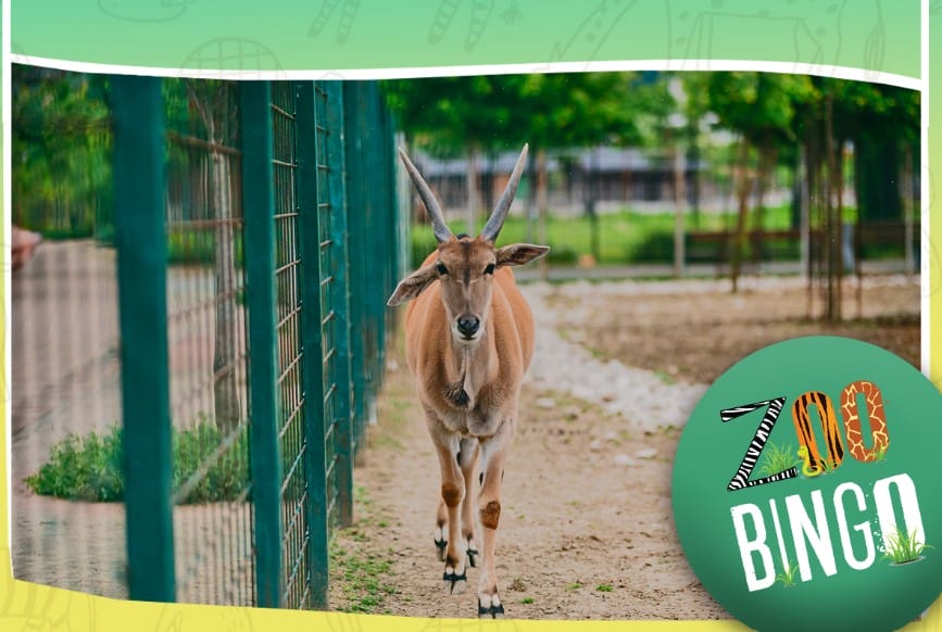 ZOO vrt Bingo ima novo radno vrijeme