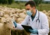 Bruceloza: Šta je potrebno znati i kako preventivno izbjeći moguću zarazu