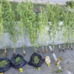 Prijedlog pritvora za Gračanliju zbog uzgoja marihuane