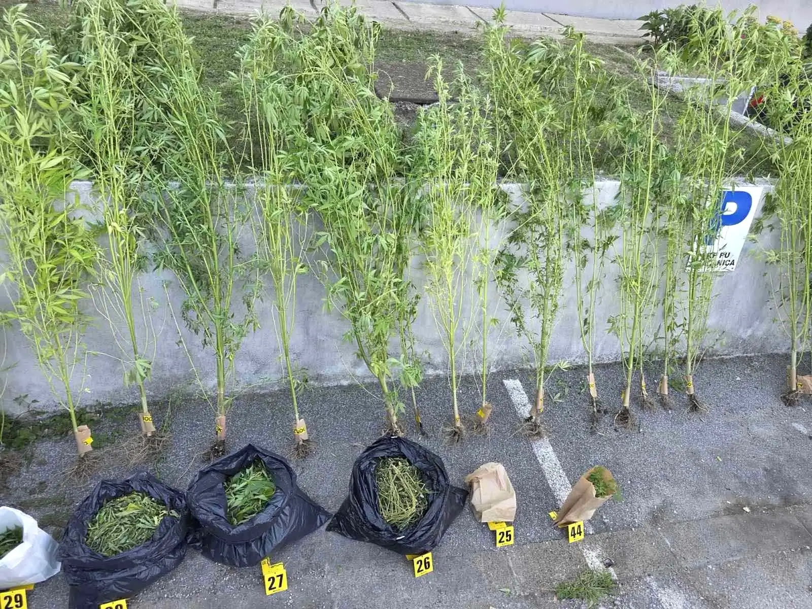 gračanica marihuana Prijedlog pritvora za Gračanliju zbog uzgoja marihuane