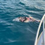 Uginuli delfin pronađen kod Pelješkog mosta i Kleka