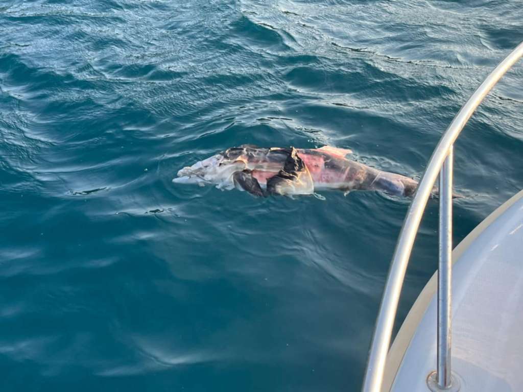 Uginuli delfin pronađen kod Pelješkog mosta i Kleka