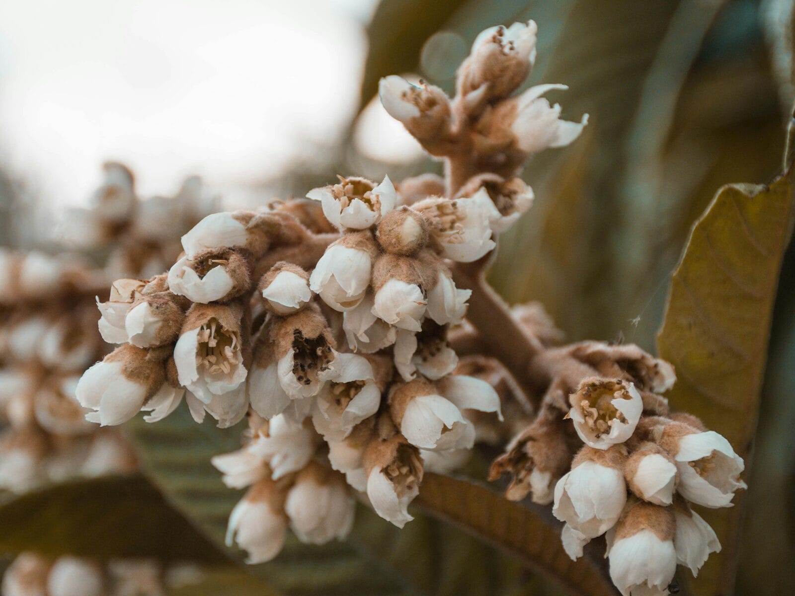 Jesen donosi mušmule, zaboravljeno voće koje je pravo blago za zdravlje