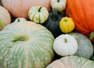 Zdravstvene prednosti bundeve: Namirnica koja jača imunitet i čuva vid