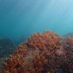 Članovi Eko ronilačke grupe invalida iz Lukavca ostvarili značajne rezultate na takmičenju u Sloveniji Članovi Eko ronilačke grupe invalida iz Lukavca ostvarili značajne rezultate na takmičenju u Sloveniji