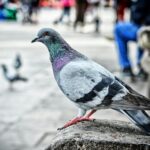 Golubovi na terasi: Kako ih humanim metodama odvratiti i sačuvati svoj prostor?