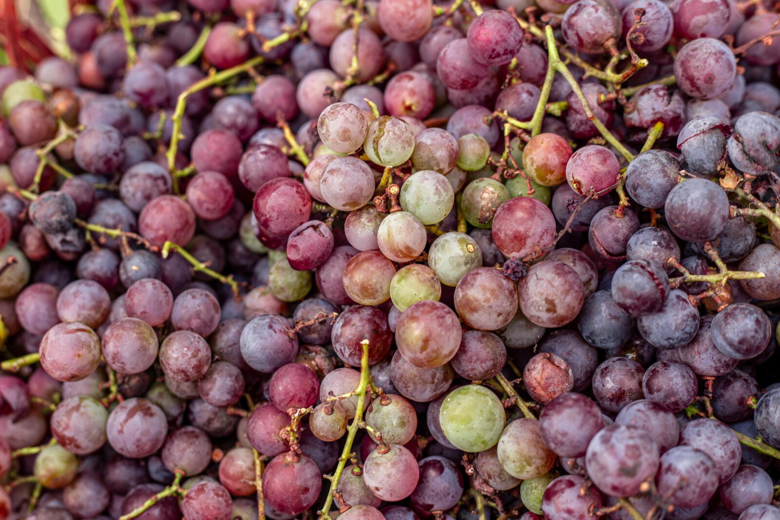 Grapes close-up. The harvest of grapes.