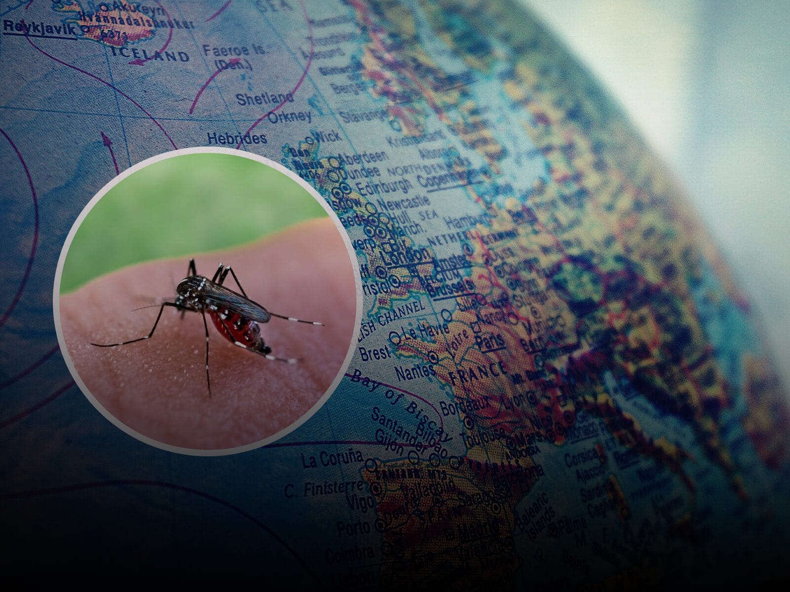 groznica zapadnog nila Raste broj zaraženih groznicom Zapadnog Nila u Srbiji, prisutan rizik i u regionu