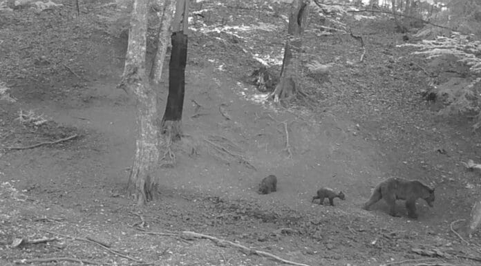 Strah među mještanima: Medvjedi viđeni u blizini Tinje i Potpeći?