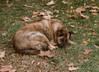 Pucao puškom za uspavljivanje na psa, pa ranio čovjeka