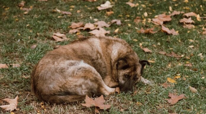 Kalesija, Sapna i Živinice pokreću inicijativu za regionalni azil Pucao puškom za uspavljivanje na psa, pa ranio čovjeka