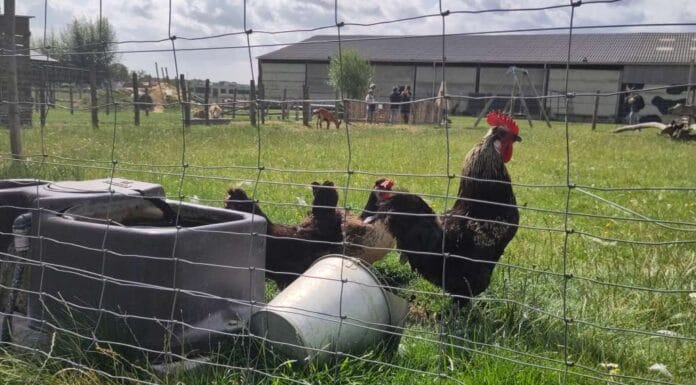 Francuska podigla nivo uzbune zbog ptičje gripe – perad mora u zatvorene prostore