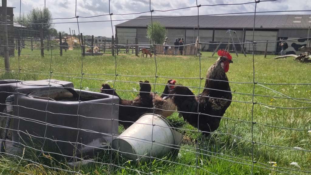 ptičija gripa Francuska podigla nivo uzbune zbog ptičje gripe – perad mora u zatvorene prostore