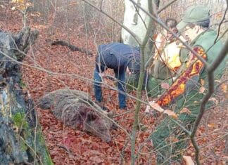 Lovac iz Tareva preživio napad medvjedice na Konjuhu