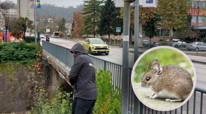 Počinje preventiva deratizacija na području Tuzle Počinje preventiva deratizacija na području Tuzle