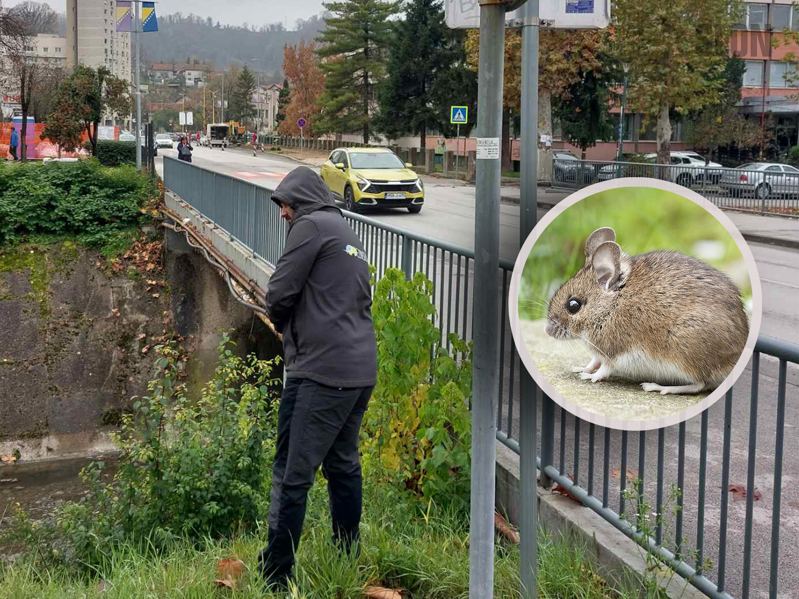 Počinje preventiva deratizacija na području Tuzle