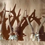 Pretresi u Čeliću: Oduzeto oružje, municija i trofeji divljači Pretresi u Čeliću: Policija oduzela oružje, municiju i trofeje divljači