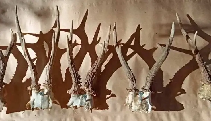 Pretresi u Čeliću: Policija oduzela oružje, municiju i trofeje divljači