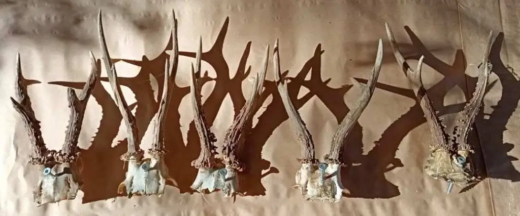 krivolov Pretresi u Čeliću: Policija oduzela oružje, municiju i trofeje divljači