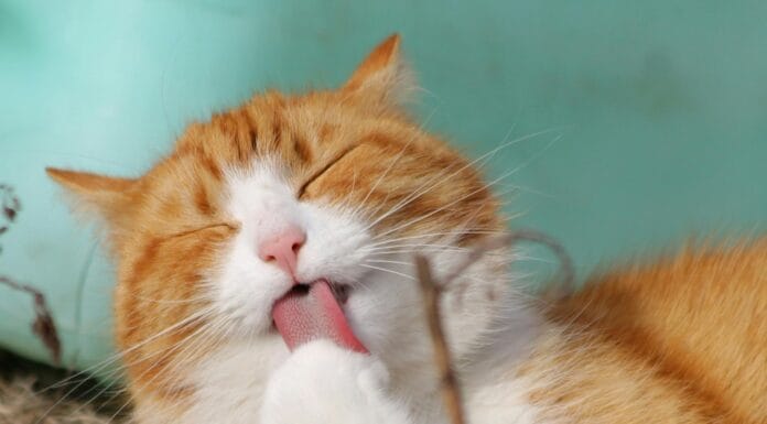 Hronične bolesti sve češće pogađaju životinje/ Četiri stvari u stanu koje mogu biti kobne za mačke