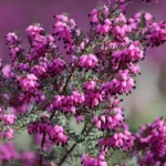 Biljka koja u decembru pretvara balkon u najljepše mjesto u domu