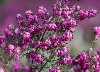 Biljka koja u decembru pretvara balkon u najljepše mjesto u domu Biljka koja u decembru pretvara balkon u najljepše mjesto u domu