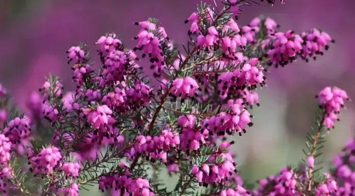 Biljka koja u decembru pretvara balkon u najljepše mjesto u domu