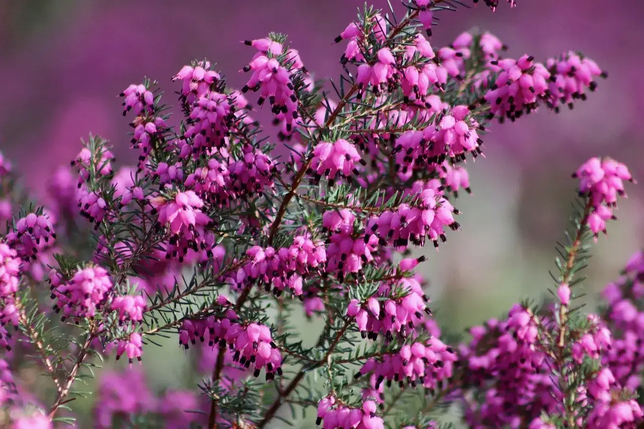 erika Biljka koja u decembru pretvara balkon u najljepše mjesto u domu