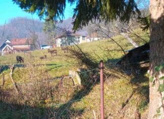 U Brđanima pronađeni izgubljeni magarci