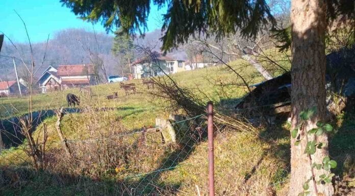 U Brđanima pronađeni izgubljeni magarci