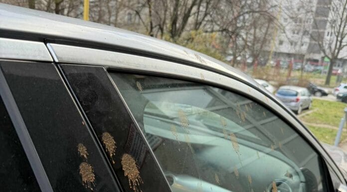 ivan pernar, auto, tuzla, status