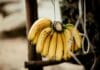 Otkriveno kako da banane ostanu svježe i do 15 dana
