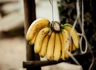 Otkriveno kako da banane ostanu svježe i do 15 dana