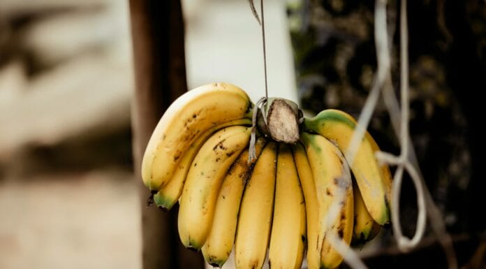 Otkriveno kako da banane ostanu svježe i do 15 dana