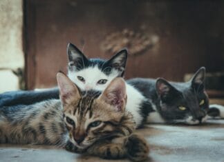 Evo zašto mačka trči noću i budi vas iz sna Zašto mačka trči noću i budi vas iz sna: objašnjenje koje ima smisla