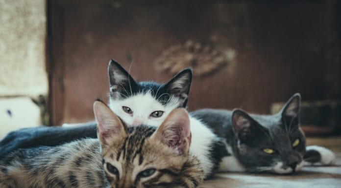 Zašto mačka trči noću i budi vas iz sna: objašnjenje koje ima smisla