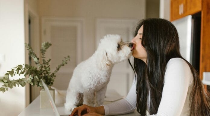 Zašto pas liže vlasnika i šta taj gest zaista znači? Zašto pas liže vlasnika i šta taj gest zaista znači